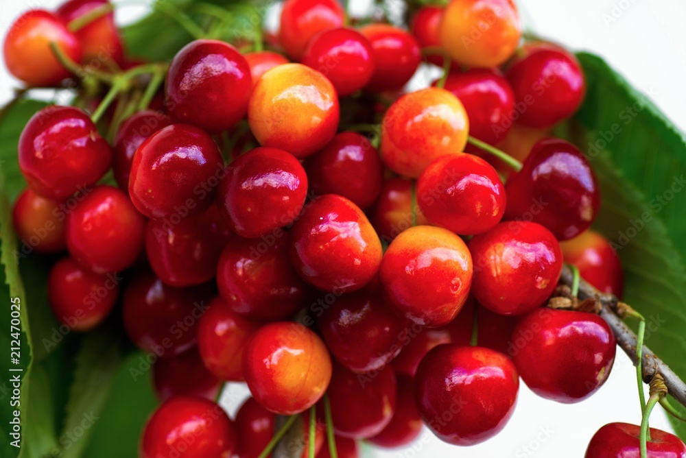 Group of bright red cherries. Group of bright red cherries.