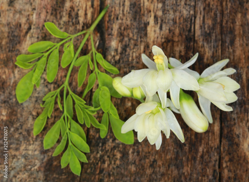 Edible moringa flower with green leaves photo