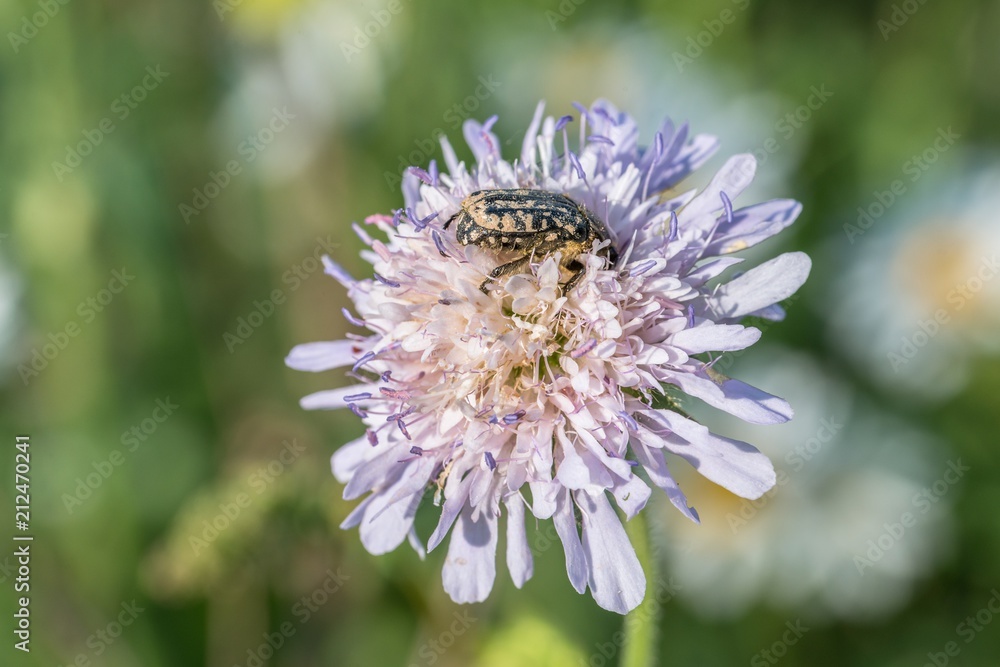 Trauer-Rosenkäfer auf einer Blumenwiese, Deutschland Trauer-Rosenkäfer auf einer Blumenwiese, Deutschland