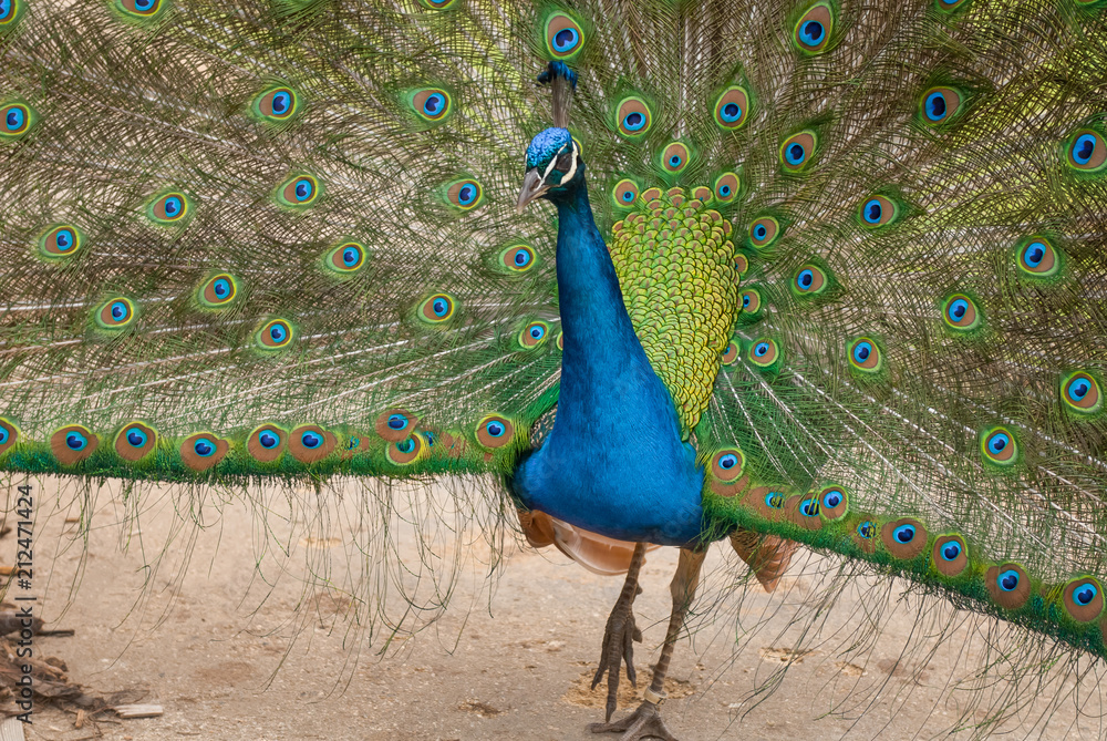 Obraz premium Peacock in full display