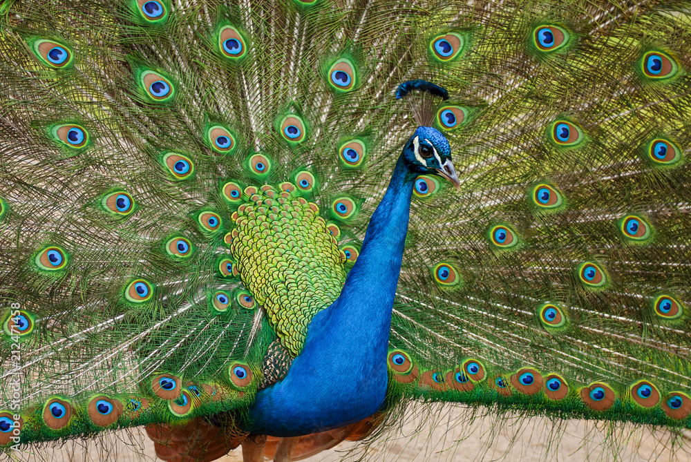 Obraz premium Peacock in full display