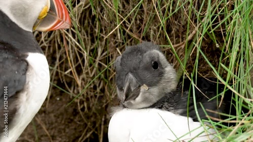 Gros plan poussin macareux moine au nid / Close shot of a puffin chick at the entrance of his nest in slowmotion