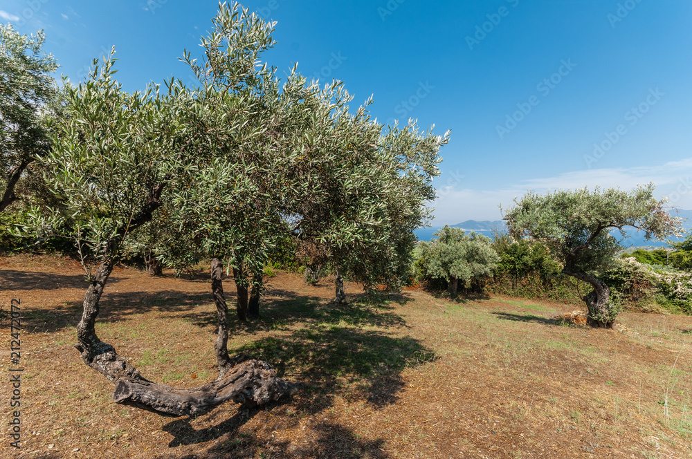 Greek olive trees