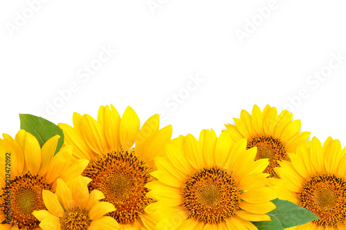 Fototapeta Naklejka Na Ścianę i Meble -  Frame of sunflowers on a white background. Background with copy space.