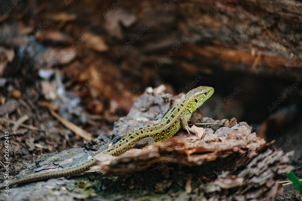 Green lizard in the pine forest. Reptile on a background of pine bark. Nature habitat, widespread diurnal and mainly insectivorous land reptile with a long brittle tail. Wallpaper Green lizard in the pine forest. Reptile on a background of pine bark. Nature habitat, widespread diurnal and mainly insectivorous land reptile with a long brittle tail. Wallpaper