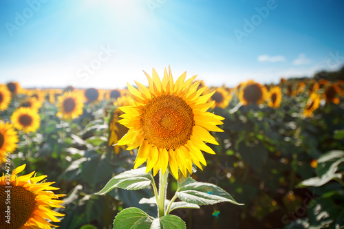 Beautiful field of sunflowers. Rural landscapes under bright sunlight. Background of ripening sunflower. Rich harvest.
