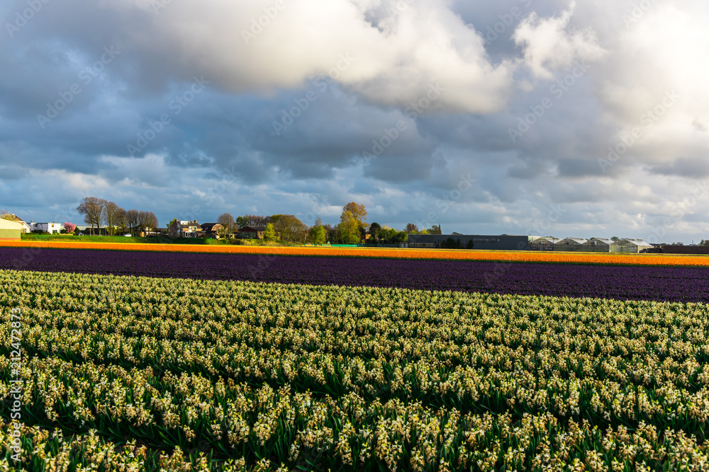 Tulips field Tulips field
