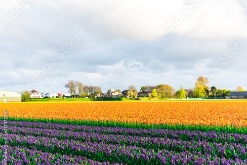 Flowers tulips field in Holland