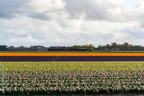 Colors of tulips field