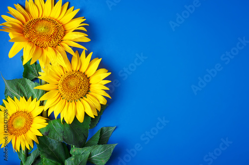 Fototapeta Naklejka Na Ścianę i Meble -  Beautiful sunflowers on blue background. View from above. Background with copy space.