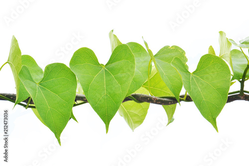 heart leaf shaped photo