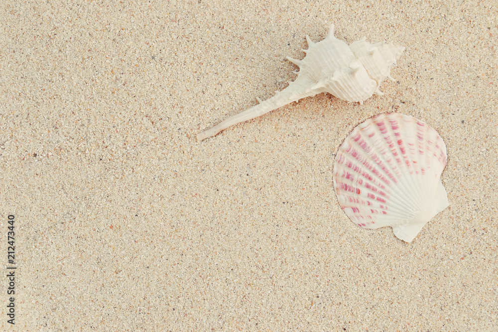 sea shells on sand sea shells on sand