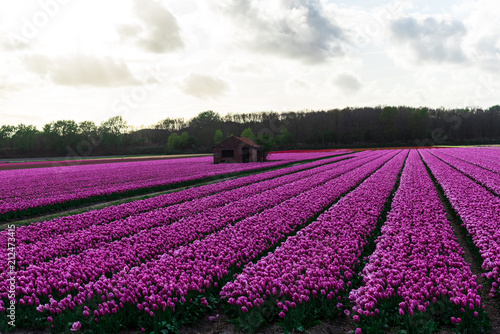 Tulips field