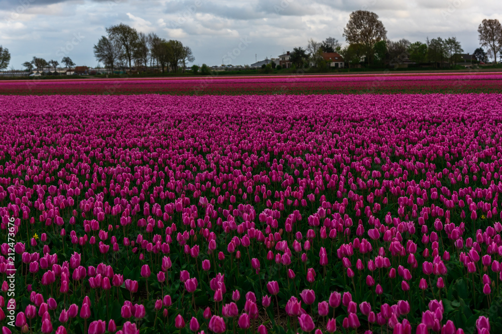 Tulips field landscape