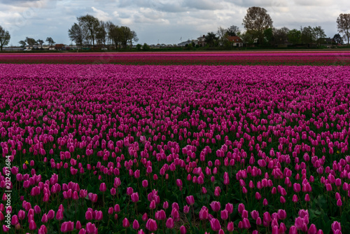 Tulips field landscape