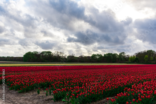 Wallpaper Mural Tulips flowers field Torontodigital.ca