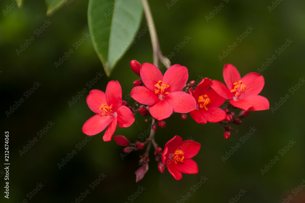 Obraz premium Tiny red tree flowers
