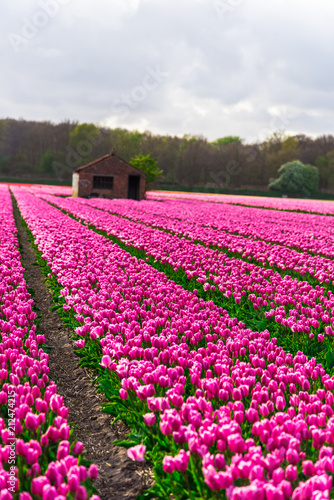 Fototapeta Naklejka Na Ścianę i Meble -  Pink tulips field