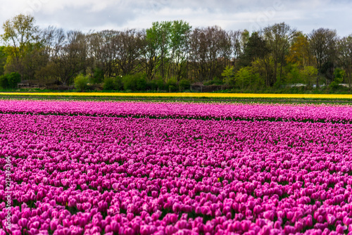 field of tulips in netherlands