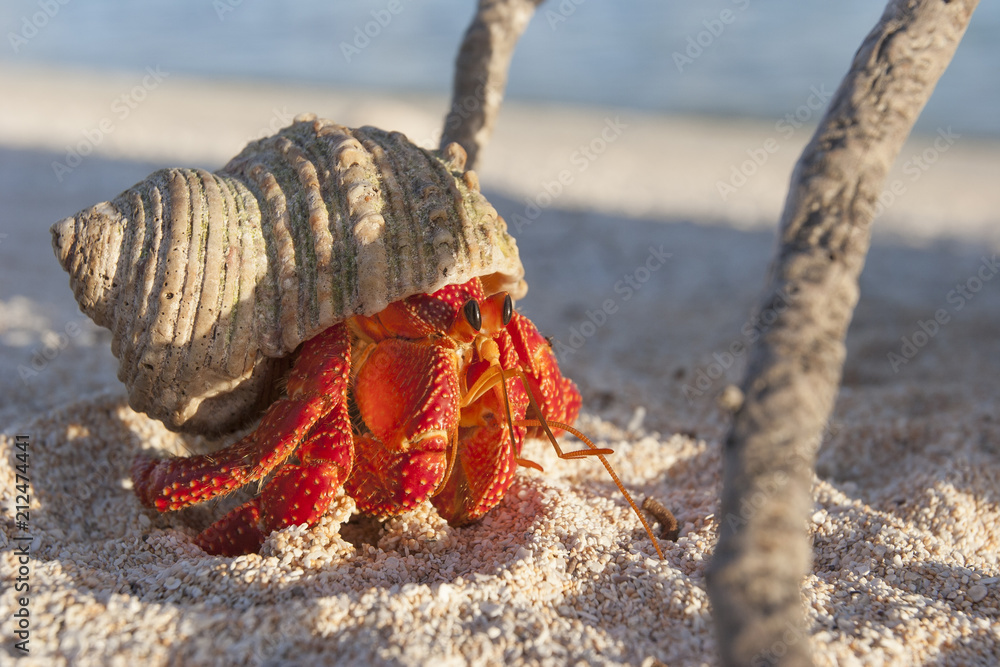 Hermit crab, so called coconut crab, carrying her new house at the beach of Makemo atoll, Tuamotus archipelago, French Polynesia,France Hermit crab, so called coconut crab, carrying her new house at the beach of Makemo atoll, Tuamotus archipelago, French Polynesia,France