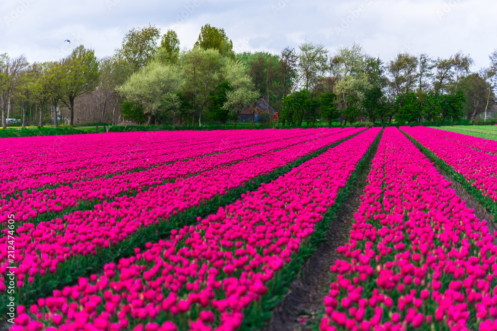 Amazing tulips field in Holland