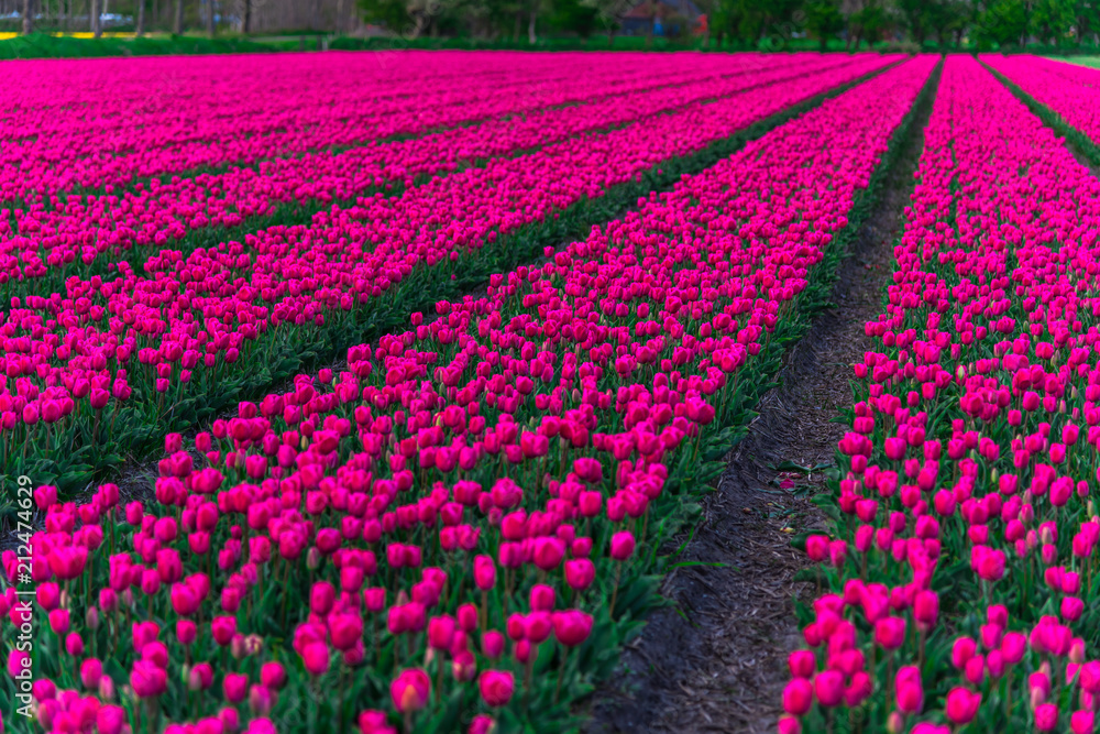 Amazing tulips field in Holland