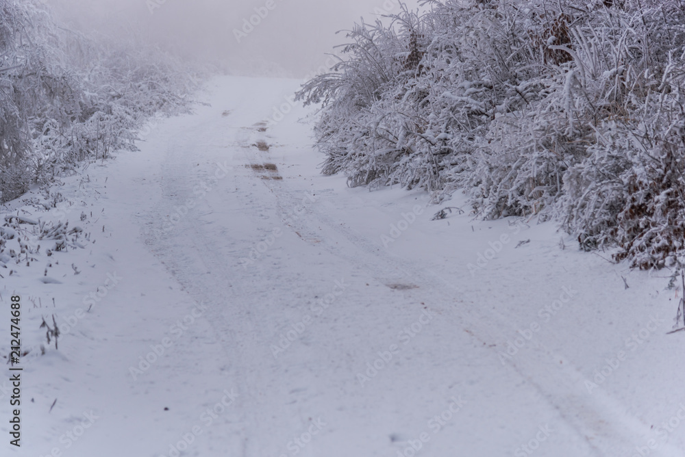 Forest in the morning cold winter with fog day Forest in the morning cold winter with fog day