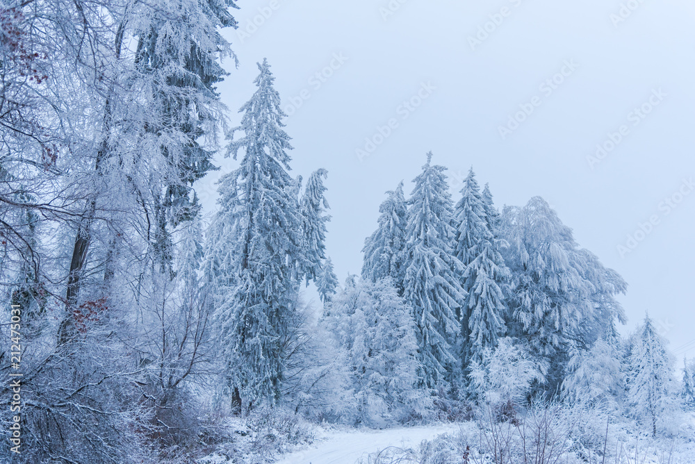 Forest in the cold winter Forest in the cold winter