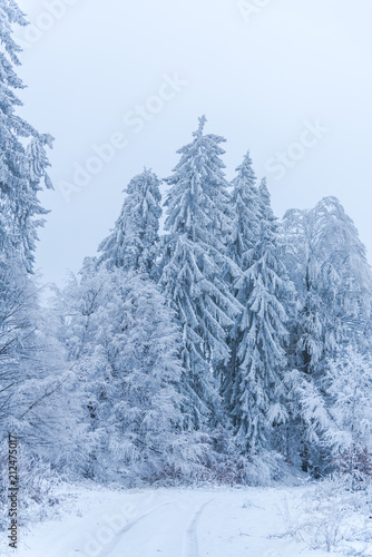 Forest in the cold winter