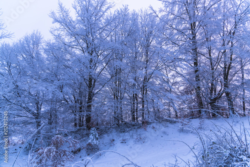 Cloudy cold winter day inside of the forest