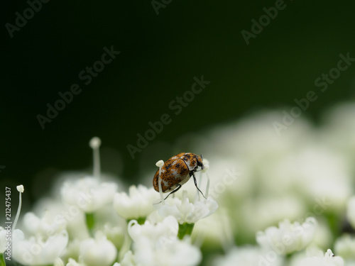 Unindentified beetle on cow parsley photo