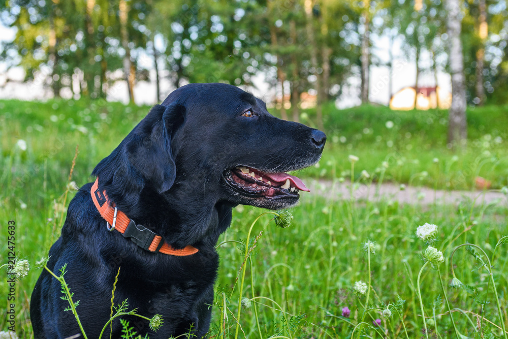 portrait of a black labrador walking in summer