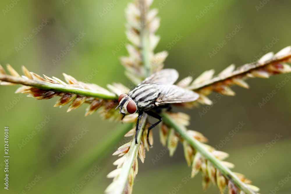 a fly on the middle of star grass a fly on the middle of star grass