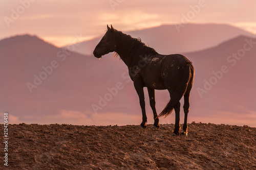 Wild Horse in a Desert Sunset