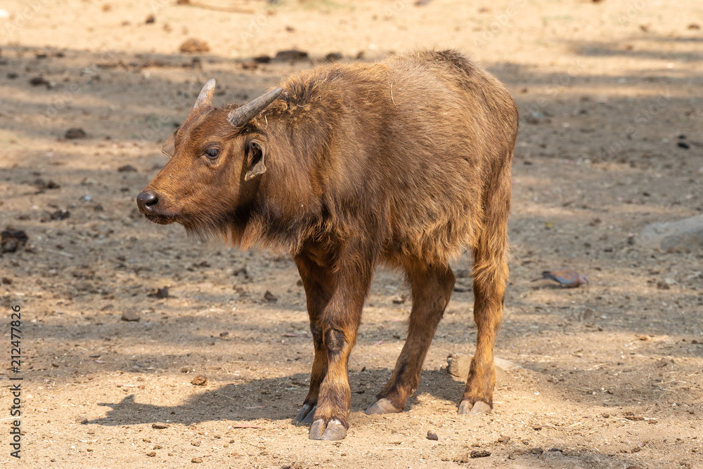 Cape buffalo calf looking to the side Cape buffalo calf looking to the side