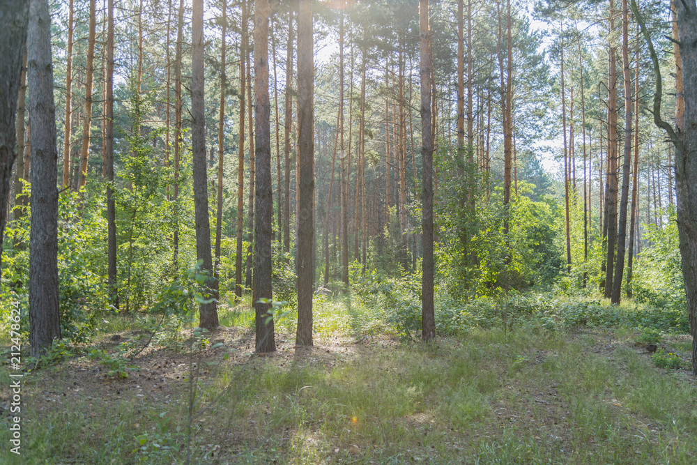 Beautiful nature at morning in the misty spring forest with sun rays. Forest with Sun-Rays Beautiful nature at morning in the misty spring forest with sun rays. Forest with Sun-Rays