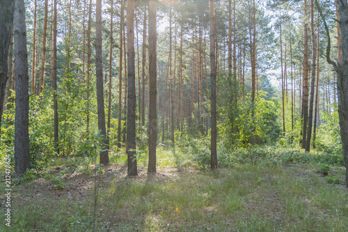 Beautiful nature at morning in the misty spring forest with sun rays. Forest with Sun-Rays