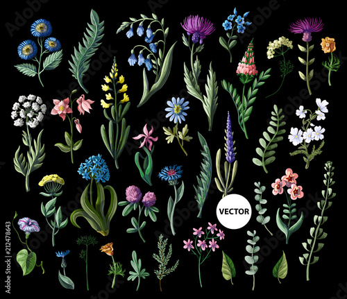 Big set of wild flowers isolated. Vector illustration.