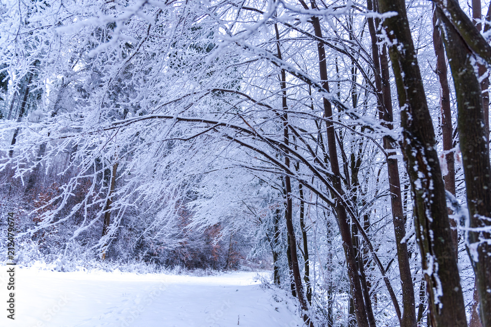 Fototapeta premium Cold winter in the forest