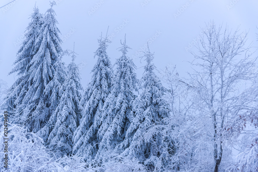Cold winter in the forest Cold winter in the forest