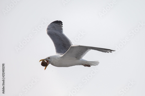 Seagull with a clam