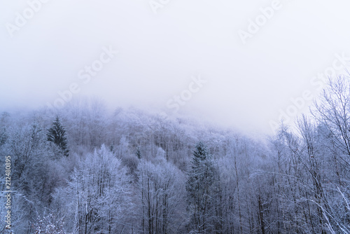 Winter landscape on the forest with fresh snow © Ivanica