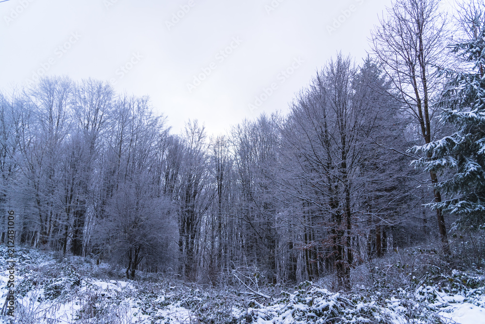 Winter landscape on the forest with fresh snow Winter landscape on the forest with fresh snow