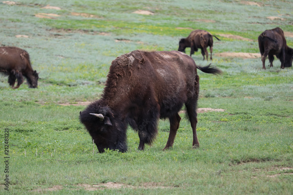 Bison grazing in prairie, Theodore Roosevelt National Park Bison grazing in prairie, Theodore Roosevelt National Park