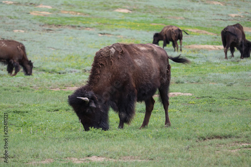 Bison grazing in prairie, Theodore Roosevelt National Park