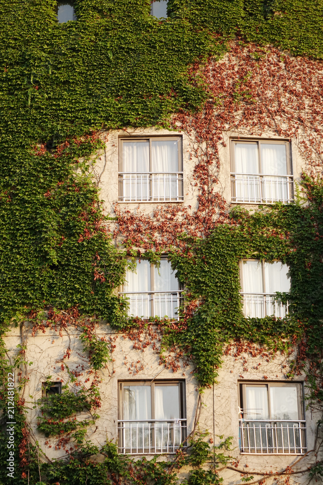 white window on green wall with climbing plant background.