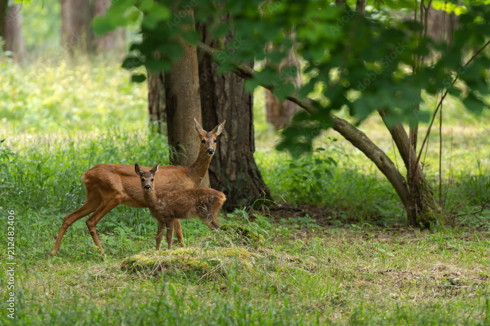 Chevrette et son faon dans la forêt Chevrette et son faon dans la forêt