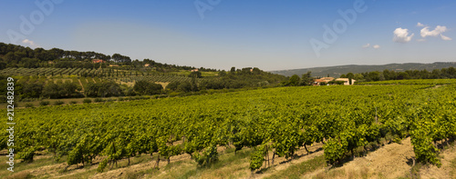 Fototapeta Naklejka Na Ścianę i Meble -  Wine growing near Roussillon. Vaucluse, Provence, France