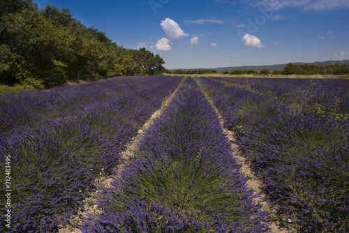 Lavender fields between Roussillon and Rustrel. Vaucluse, Provence, France