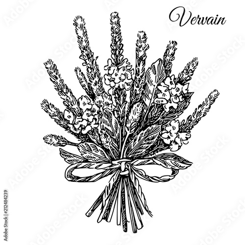 Bouquet of vervain. Sketch. Engraving style. Vector illustration.